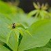 Herb of Paris 260408